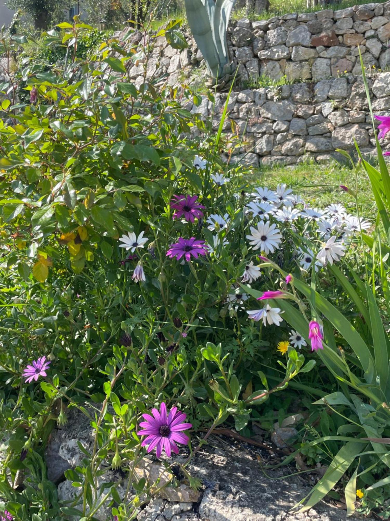 Villa Daphne Spéracèdes Bagian luar foto