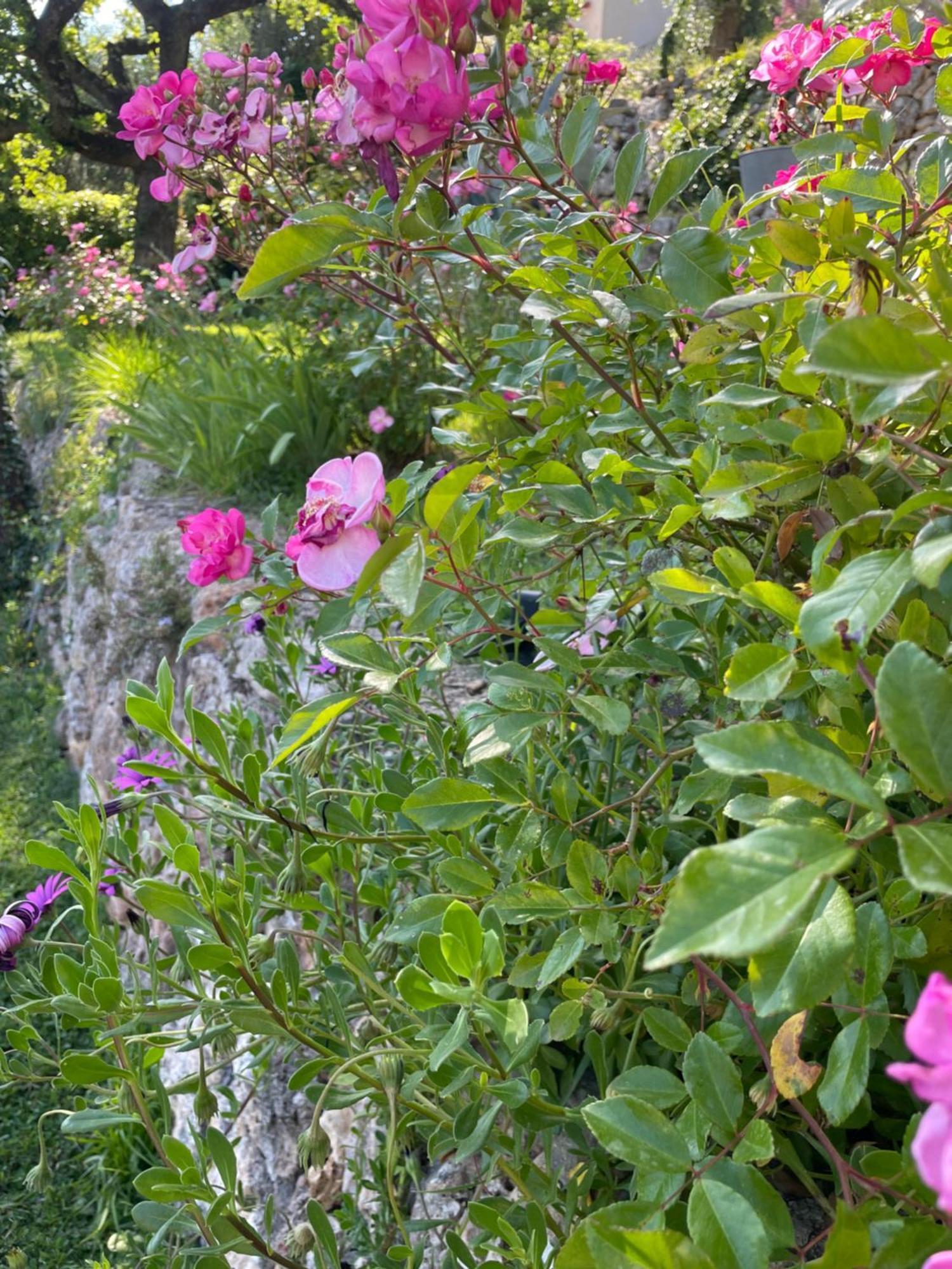 Villa Daphne Spéracèdes Bagian luar foto